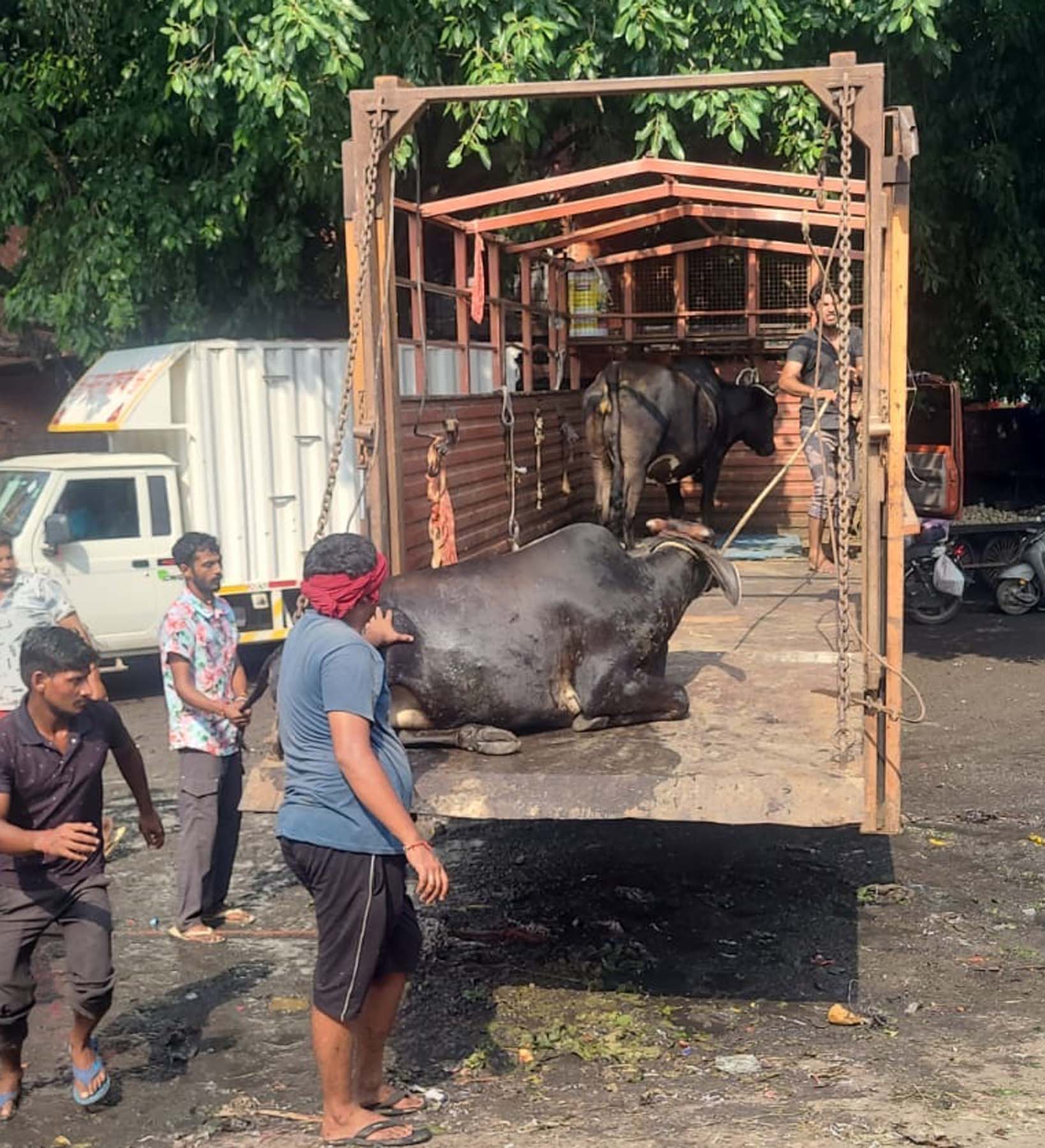 G Gurugram stray cattle MCG animal catching drive
